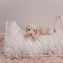 Frosty full akc available - Cream male Dachshund puppy in Knox City, Missouri from Brittney's Dachshunds