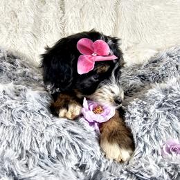 Bernedoodle Puppies from A Star is Born Doodles
