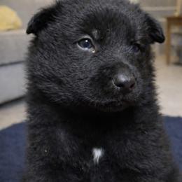 Red - Black male German Shepherd puppy in Saluda, South Carolina from Ray Ranch, LLC