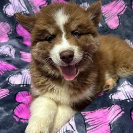 AKC Brazil - Red and white female Siberian Husky puppy in Centreville, Maryland from Huskies By the Bay