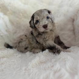 Bambi - male Australian Mountain Doodle puppy in Fullerton, California from Emerald Creek Doodles