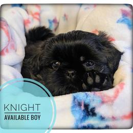 Knight - Black gold and silver male Shih Tzu puppy in Orient, Ohio from Forever Friends Shih-Tzu
