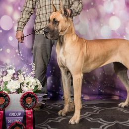 Great Danes from Mount Hood Danes