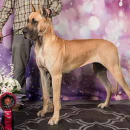 Great Danes from Mount Hood Danes