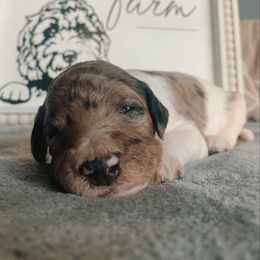 Goldendoodle Puppies from Lady Doodle Farm