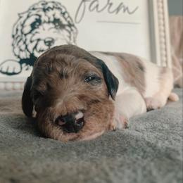 Goldendoodle Puppies from Lady Doodle Farm