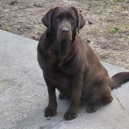 Black Male 2 - Black male Labrador Retriever puppy in Andrews, South Carolina from Leyland Cypress Retrievers