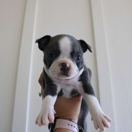 Blue boy 1 - Blue male Boston Terrier puppy in Madera Acres, California from Muggin Bostons Terriers and Mini Dachshund