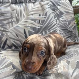 Nova - Dapple female Dachshund puppy in Richwood, West Virginia from Wild and Wonderful Wieners