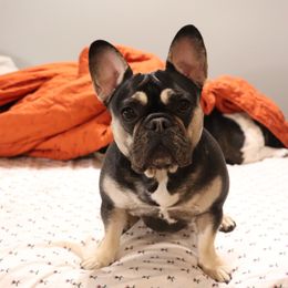 Georgie - French Bulldog