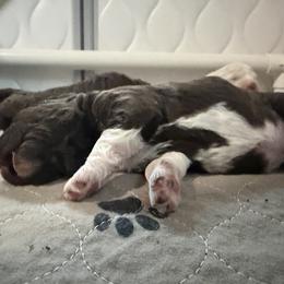 Boy 1 - Brown male Lagotto Romagnolo puppy in Sherman, Texas from Texas Lagottos