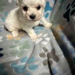 Bichon Frise, Shichon, and Shih Tzu Puppies from Jacob’s Shih Tzu & Shichon