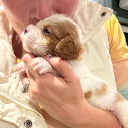Mini Moo :) petite PERFECTION - Blenheim female Cavapoo puppy in Brandenburg, Kentucky from Bluegrass River Newfoundlands