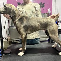 Mountain Cur Puppies from Walnut Ridge Mountain Curs