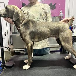 Mountain Cur Puppies from Walnut Ridge Mountain Curs