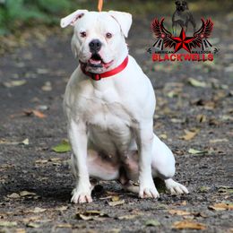 Pixie - American Bulldog