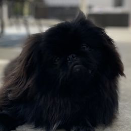 Slash - Pekingese