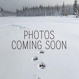 Purple - White female Samoyed puppy in San Antonio, Texas from Hill Country Samoyeds