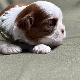 Bean - Liver male Shih Tzu puppy in Gig Harbor, Washington from Shih Tzu snuggles
