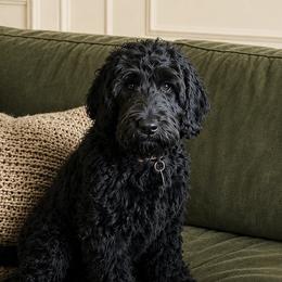 Blitz - Black female Australian Labradoodle puppy in Gladstone, Oregon from Beaver State Labradoodles