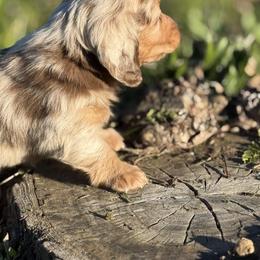 Dachshund Puppies from Red Dirt Doxies