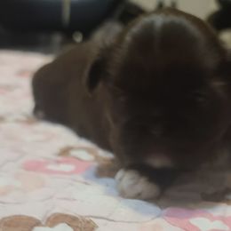 Puppy 2 - Liver female Shih Tzu puppy in Belleville, Michigan from Patricia's Heavenly Earth Angels