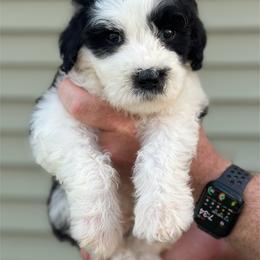 Yellow Collar Male - Black and white male Sheepadoodle puppy in Hilton, New York from Finger Lakes Doodles