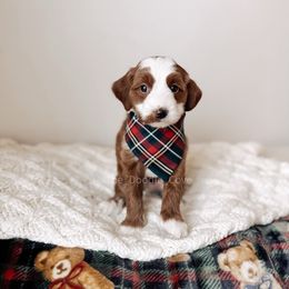 Warmth - RL Christmas - Red  male Goldendoodle puppy in Syracuse, Indiana from The Doodle Cove