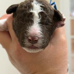 Blue collar - Parti male Labradoodle puppy in Manor, Texas from The Lovadoodles of Texas