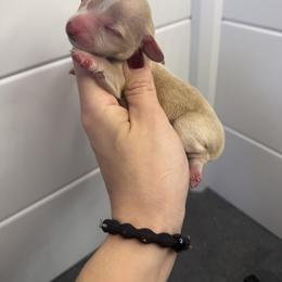 Cupie - Cream female Dachshund puppy in Oklahoma City, Oklahoma from Barrett’s Doxie Farm