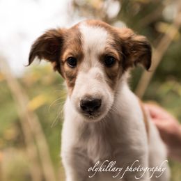 Silken Windhound Puppies from Amethyst Silken Windhounds