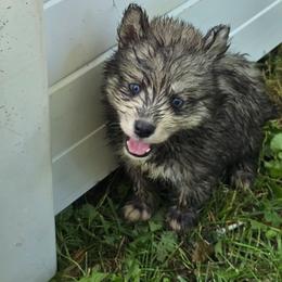 Queenie - Agouti and white female Siberian Husky puppy in Kansas City, Missouri from Anuun's Huskies