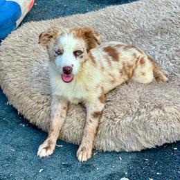 Merle female 2 - Red merle female Miniature Australian Shepherd puppy in Lemon Cove, California from Magic Ranch Mini Aussies