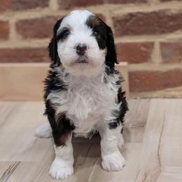 Iris - Tri-color female Bernedoodle puppy in Reinholds, Pennsylvania from Mountain Top Bernedoodles