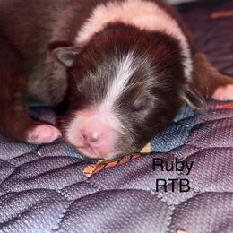 Ruby - Red tri-color female Australian Shepherd puppy in Augusta, Georgia from Incendia Aussies & Dobies