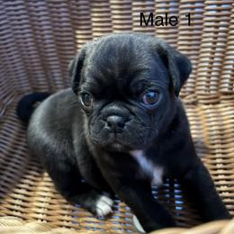 Boy 1 - Black male Pug puppy in Belmont, New Hampshire from Crazy Pugs Haven