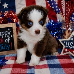 Daisy - Red tri-color female Australian Shepherd puppy in Ranger, Texas from Outback Mini Aussies