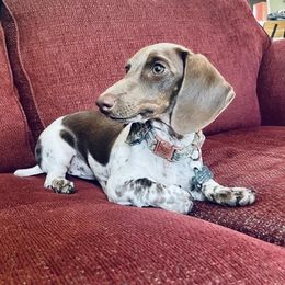 Sundae - Dachshund