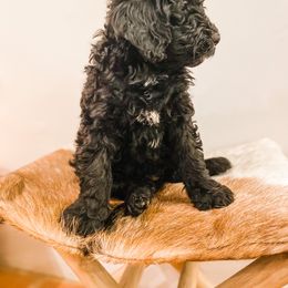 Bernedoodle and Goldendoodle Puppies from AweStrunk Farms