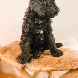 Bernedoodle and Goldendoodle Puppies from AweStrunk Farms