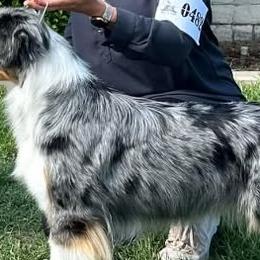 Dolly - Australian Shepherd