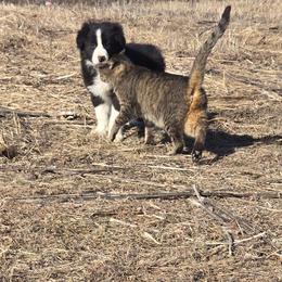 Border Collie puppies from Kickin It Acres BCs