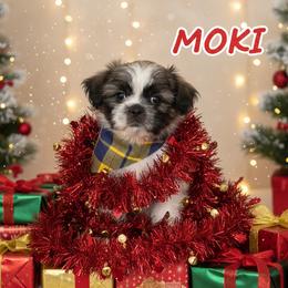 Moki - Brown and white male Shichon puppy in Brainerd, Minnesota from Angie’s Teddy Bear Puppies Minnesota