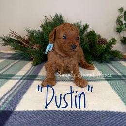 Dustin - Blue - Red male Cavapoo puppy in South Jordan, Utah from Simply Sweet Paws. LLC