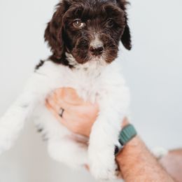 Willow - Parti Goldendoodle puppy in Canton, Georgia from Mae’s Doodles of Georgia