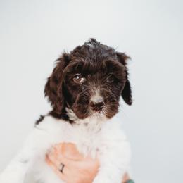 Willow - Parti Goldendoodle puppy in Canton, Georgia from Mae’s Doodles of Georgia