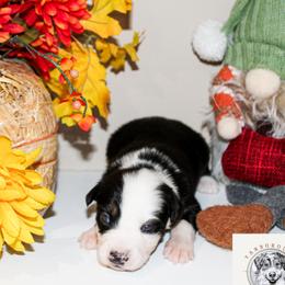 Cinnamon - Black tri male Miniature Australian Shepherd puppy in Oakland, Maryland from Yarborough Kennels