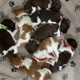 Brittany puppies from Brier Ridge Kennels & Outfitters