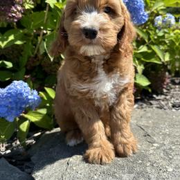 Bernedoodle Puppies from Katelyn Aubin