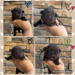 Green Collar Male - Chocolate male Labrador Retriever puppy in Kissimmee, Florida from SunState Labs